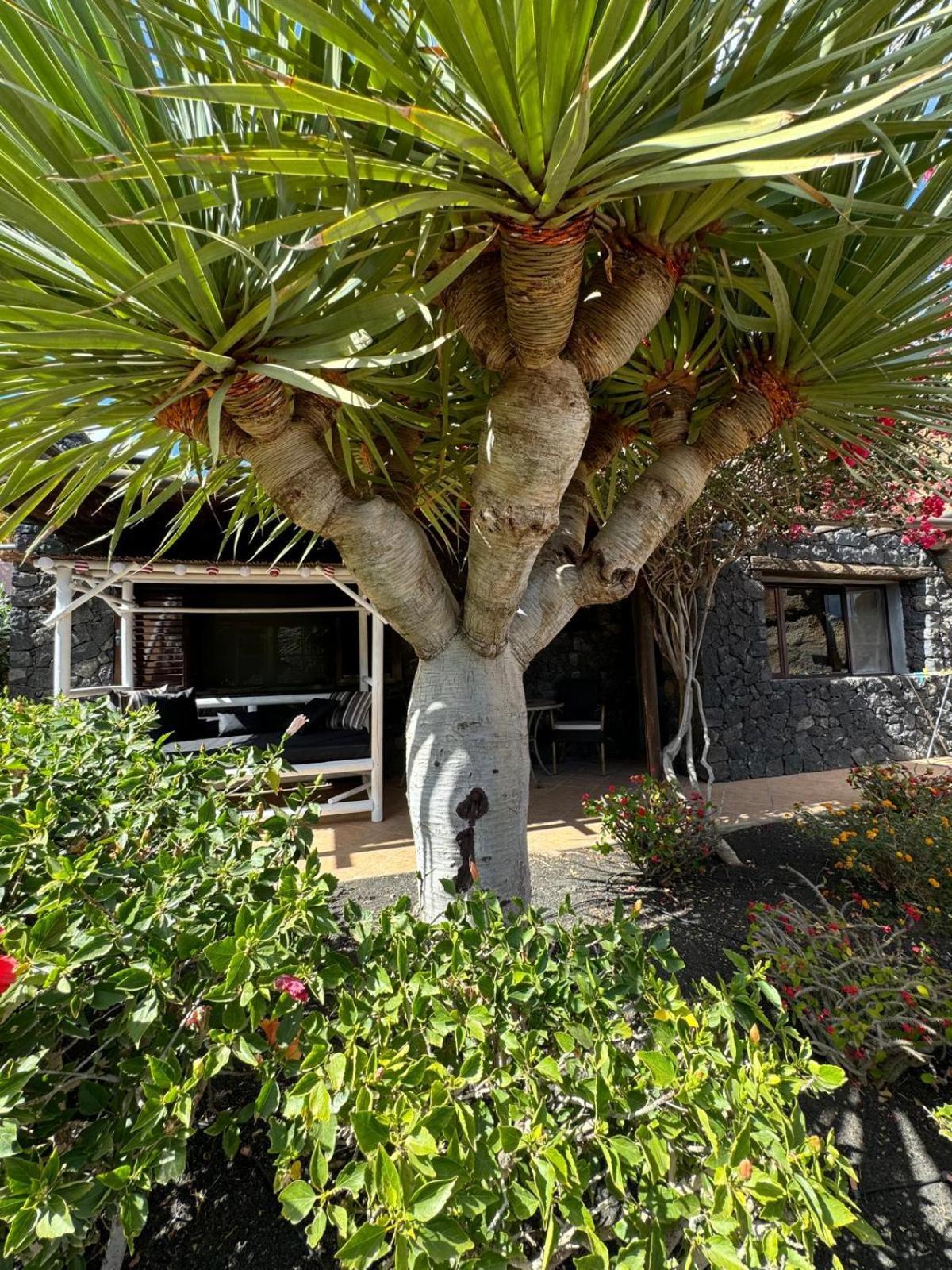 Castillo Lanzarote Villa Bailey - Luxury Villa - Pet Friendly With Heated Pool La Asomada  외부 사진